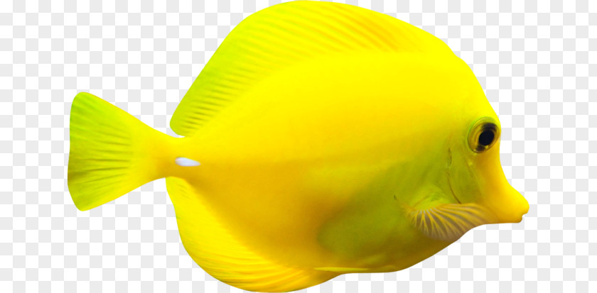 моя нежностьFish Fish Yellow RGB Color Model Ты PNG