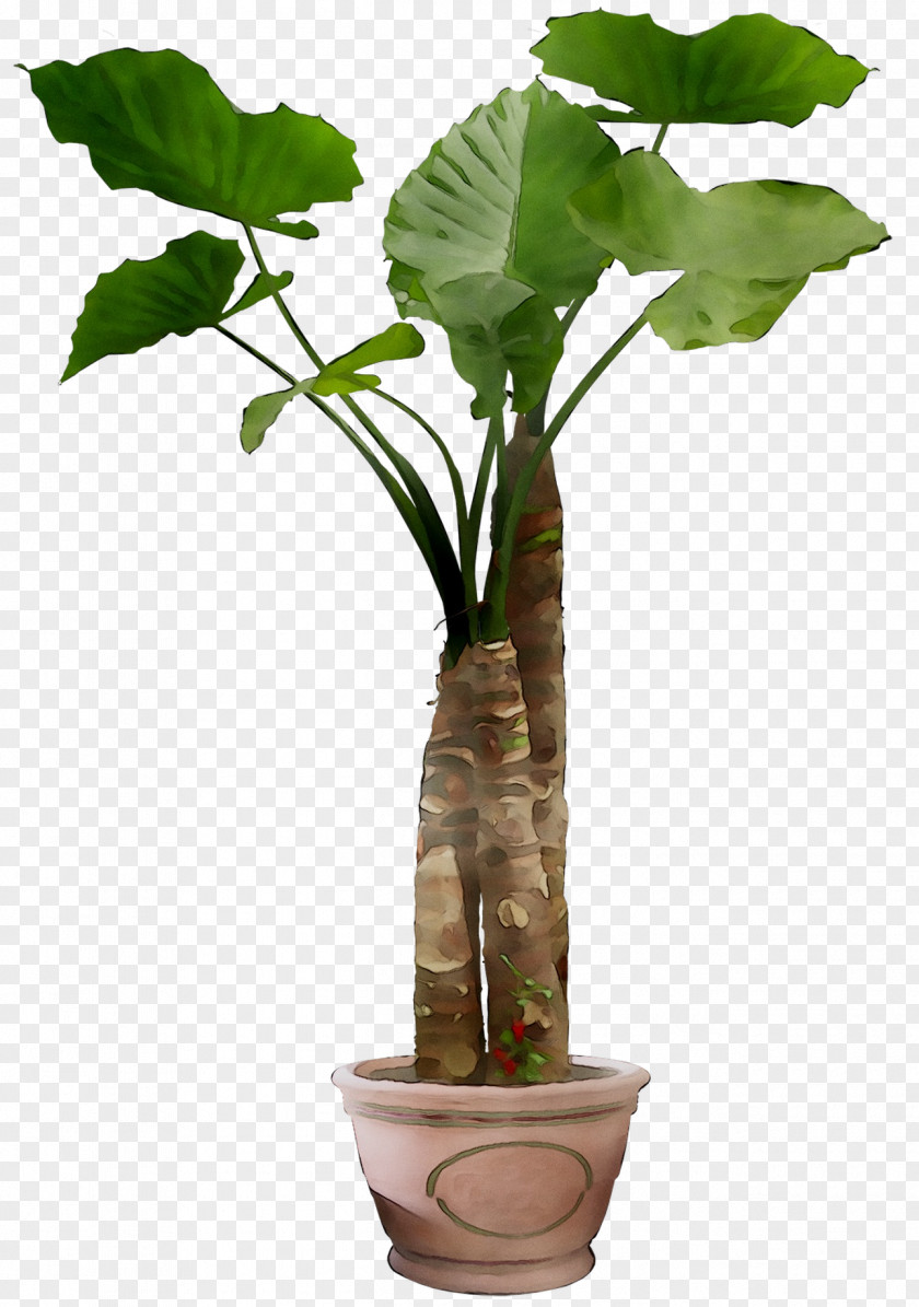 Leaf Plants Plant Stem Branch Tree PNG