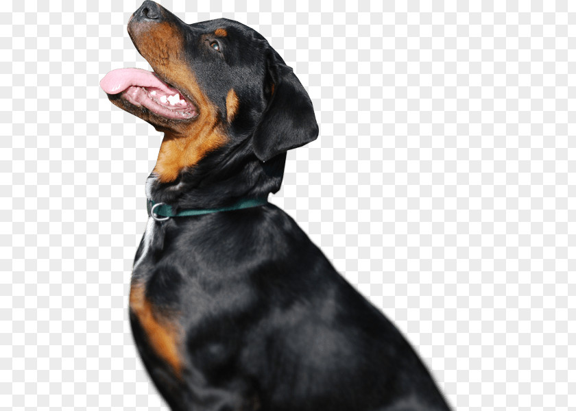 Puppy Rottweiler Dog Breed Guard Great Dane PNG