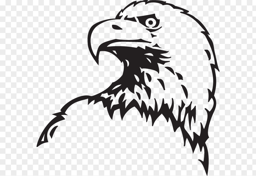 Adler Microdistrict Bald Eagle Drawing Clip Art PNG