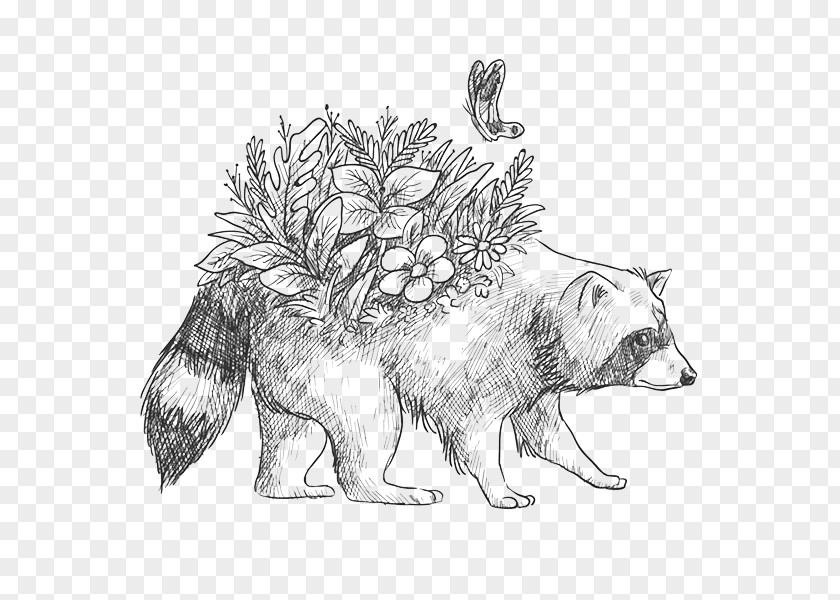 Animal Names Raccoon Wolf Drawing Bear Image PNG