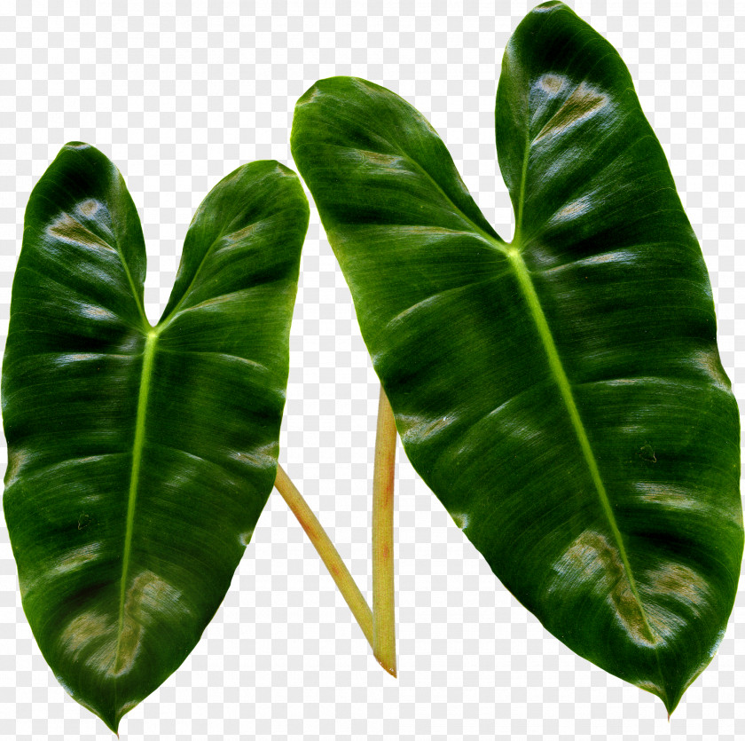 Banana Leaf Liana Plant Stem Clip Art PNG