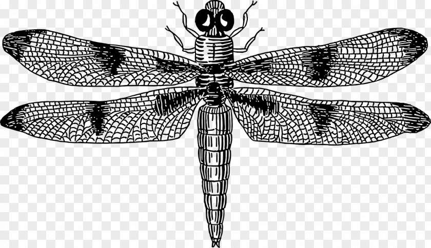 Dragonfly Drawing Clip Art PNG