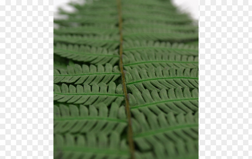 Leaf Fern Green PNG