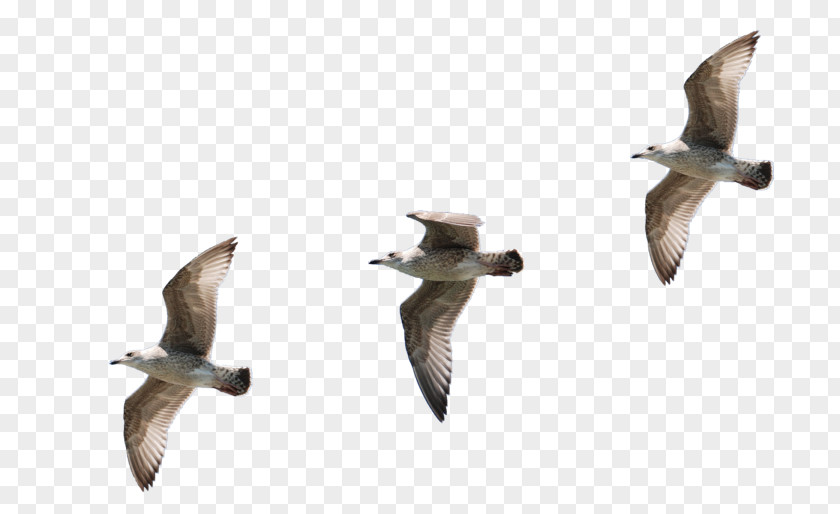 Ambitious Watercolor Bird Gulls Flight Goose Clip Art PNG