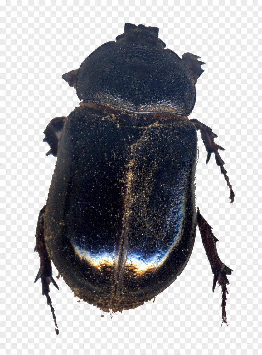 Beetle Japanese Rhinoceros Dung Beetles Insect PNG