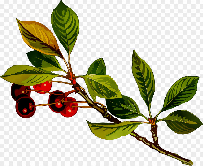 Chokeberry Five-flavor Berry Plant Stem Leaf Twig PNG