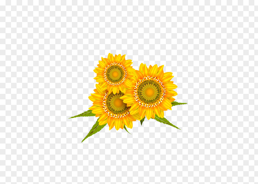 Golden Sunflower Common PNG