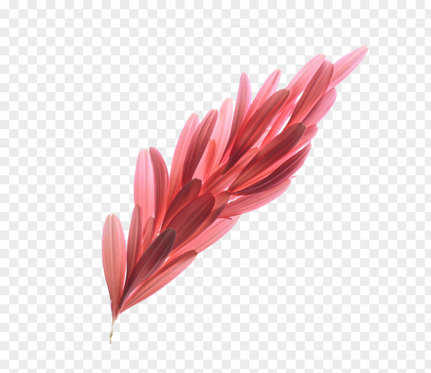 Pink Gerbera Jamesonii Flower PNG