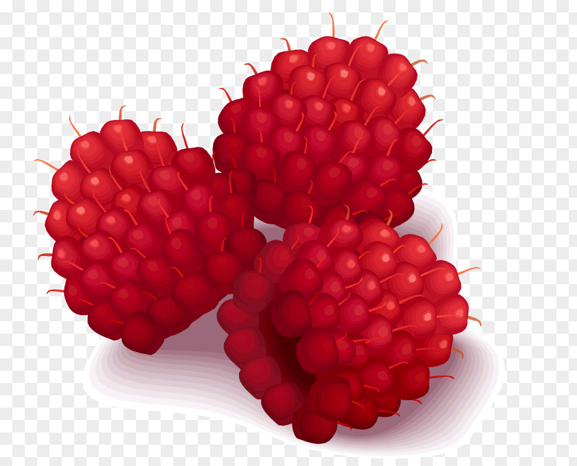 Raspberry Clip Art PNG