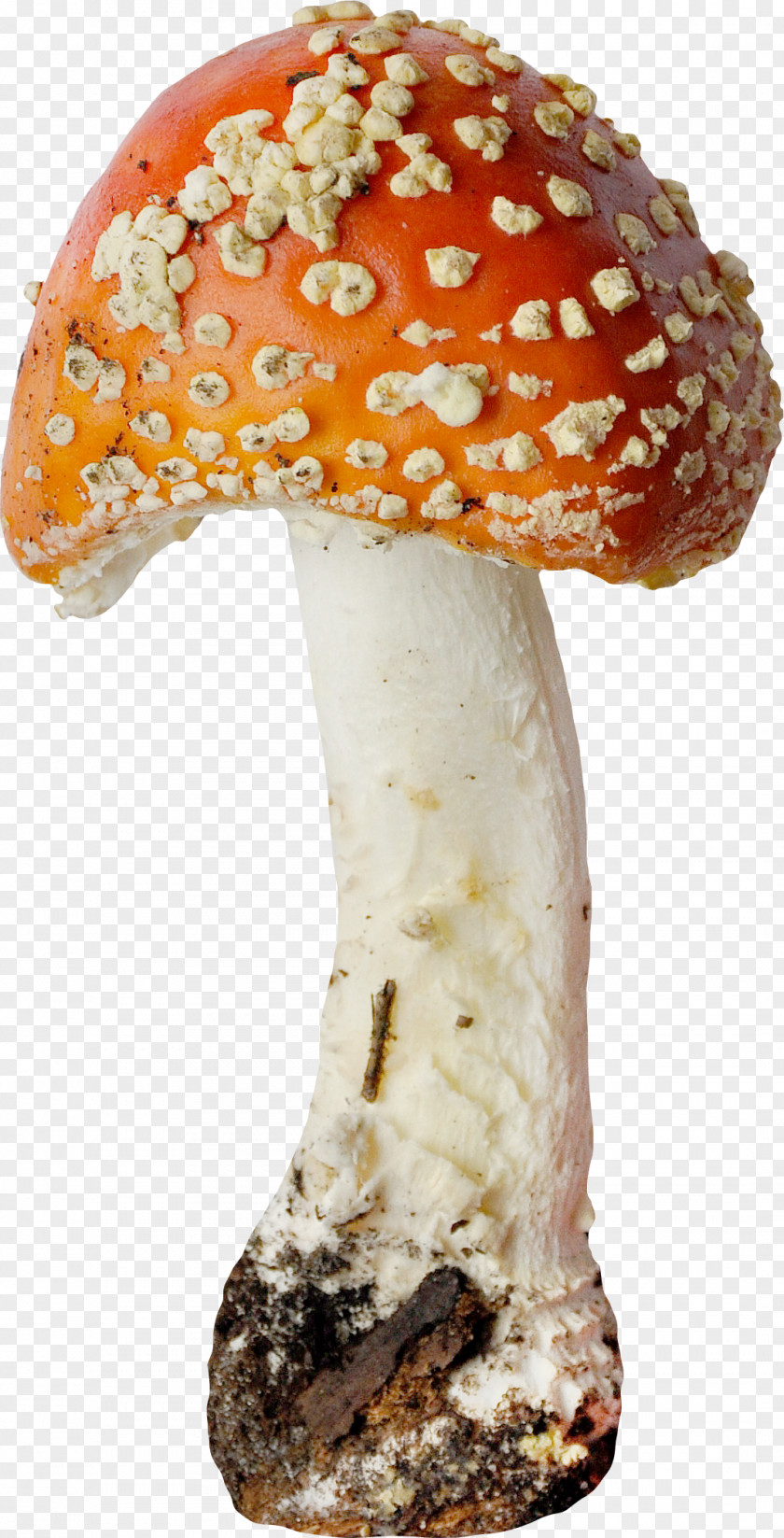 Beautiful Orange Mushrooms Edible Mushroom Agaric Fungus PNG
