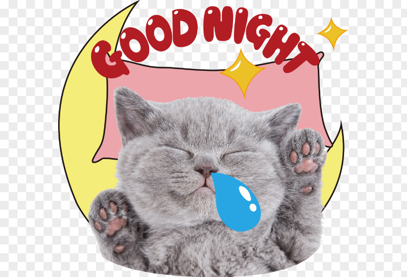Cat Kitten Desktop Wallpaper Dog Animal PNG