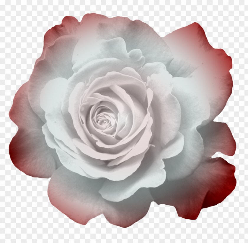 Flower Garden Roses Cabbage Rose Floribunda Petal PNG