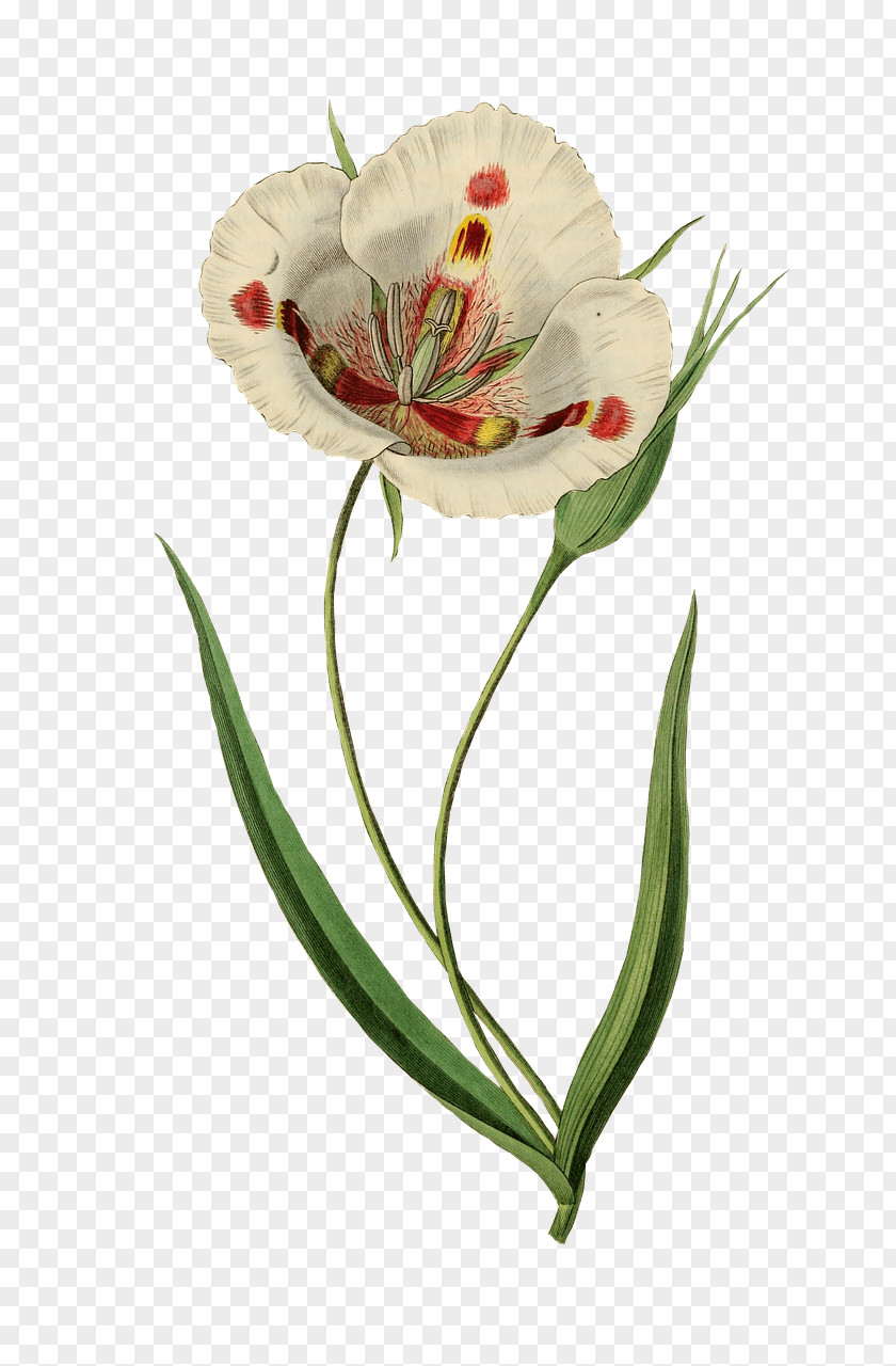 Painting Watercolor Art La Azucena Milagrosa Butterfly Mariposa Lily PNG