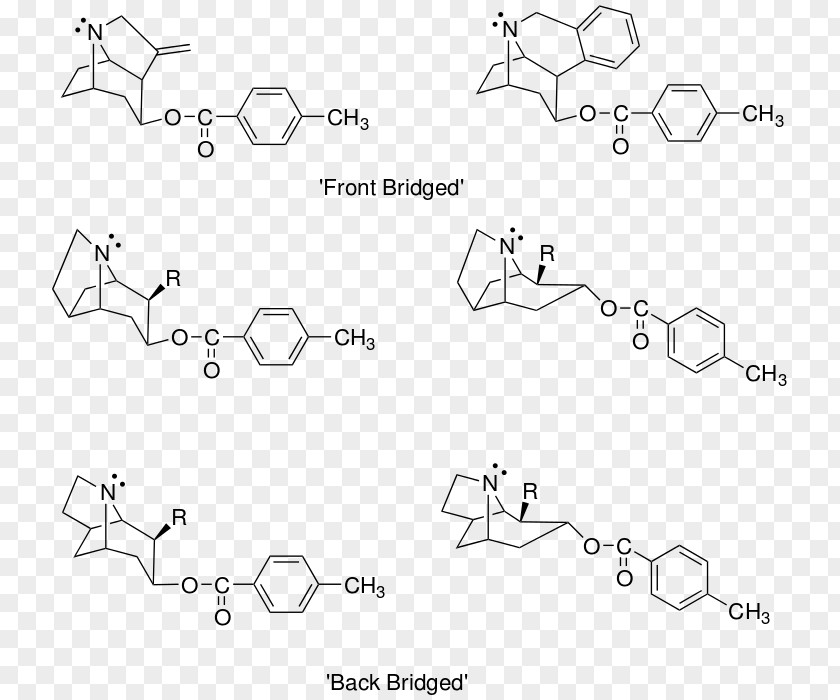 Structural Analog Biosynthesis Of Cocaine Tropane Lidocaine PNG