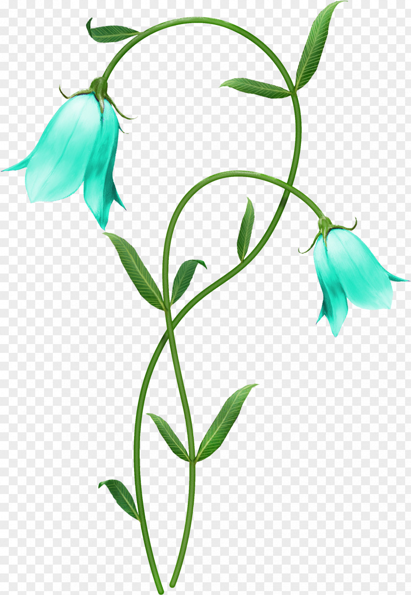 Sweet Peas Bellflower Family Flower Flowering Plant Pedicel Stem PNG