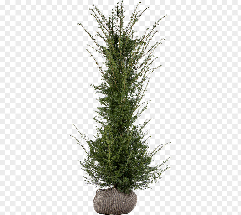 Taxus Baccata Spruce English Yew Fir Pine Larch PNG