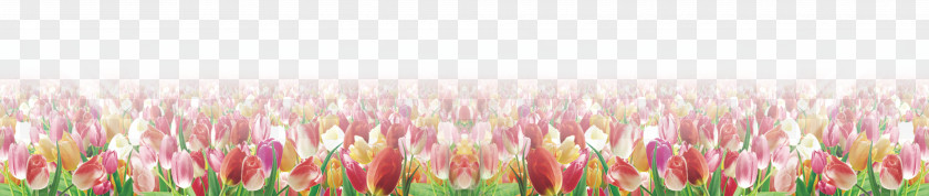 Tulip Flowers Petal Close-up Computer Wallpaper PNG