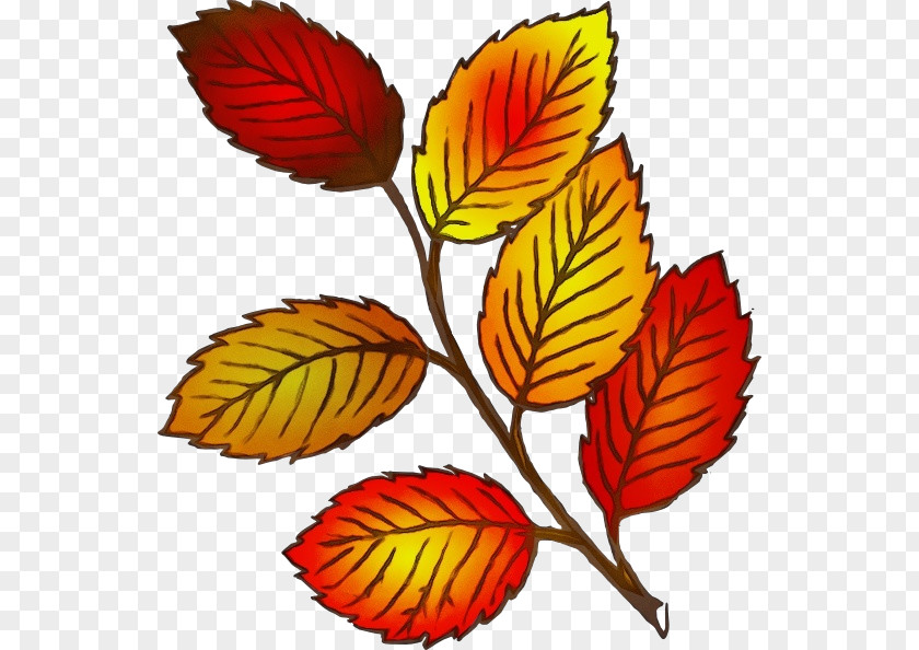 Plant Stem Autumn Leaf Drawing PNG