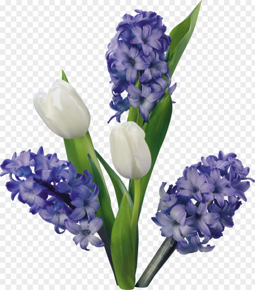 Tulip Hyacinth Flower Clip Art PNG