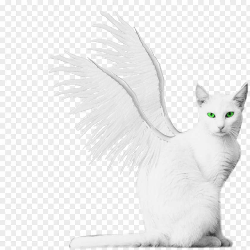 White Wings Turkish Van Angora Kitten Winged Cat PNG