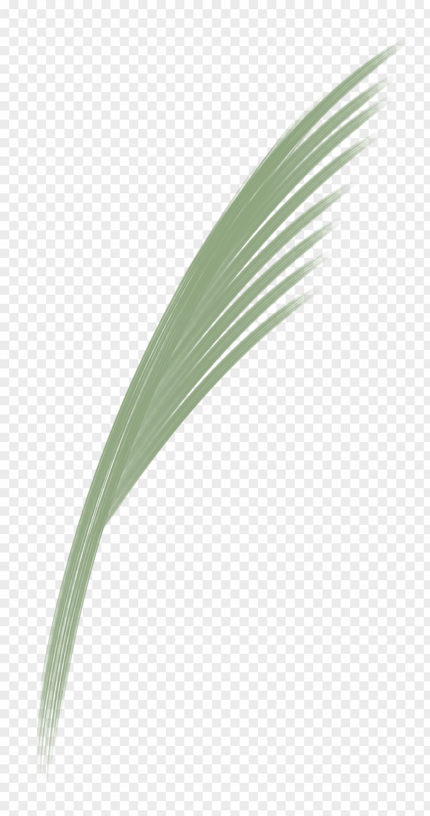 Flower Quill Feather PNG