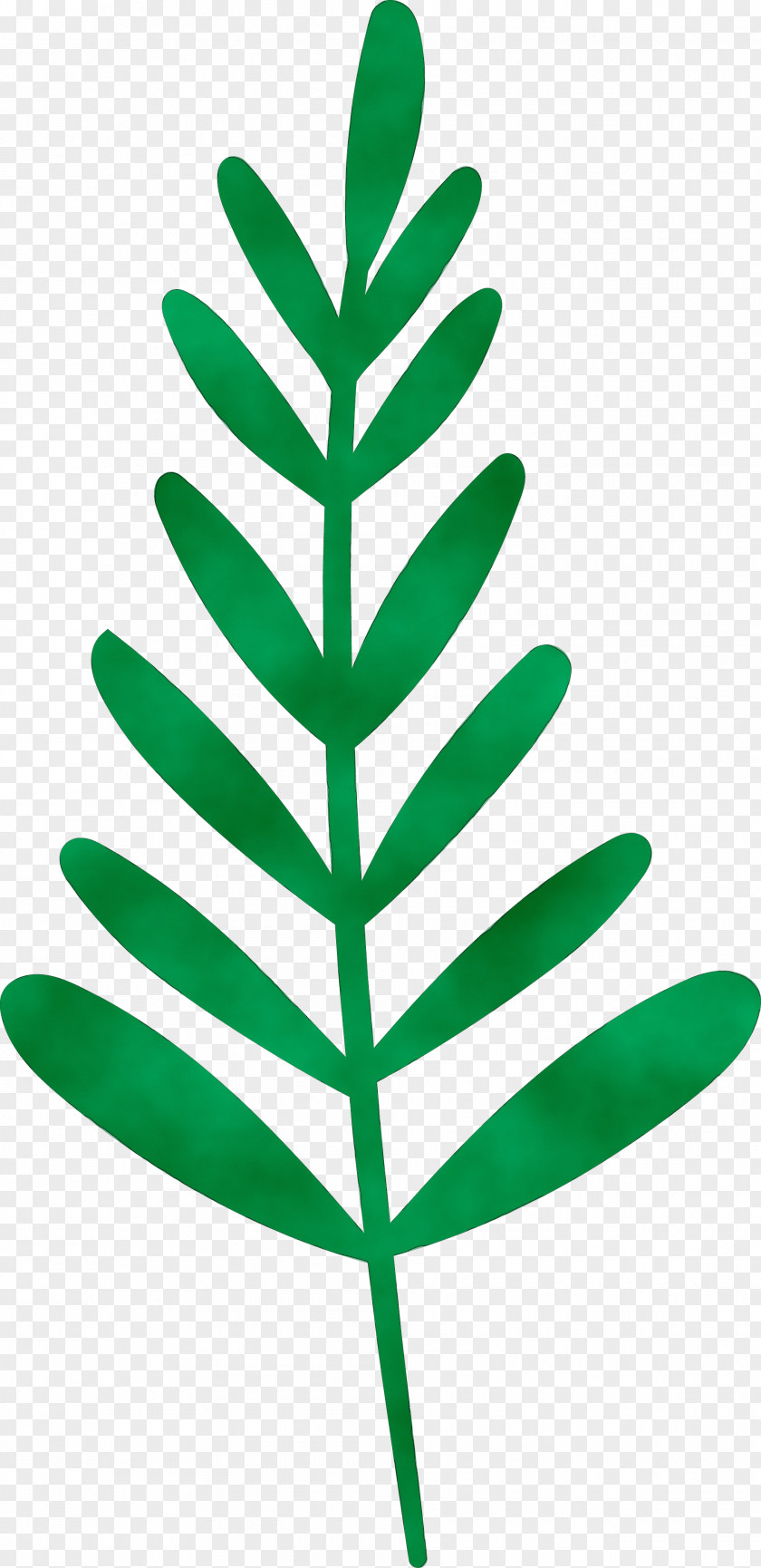 Leaf Plant Stem M-tree Line Lawn PNG