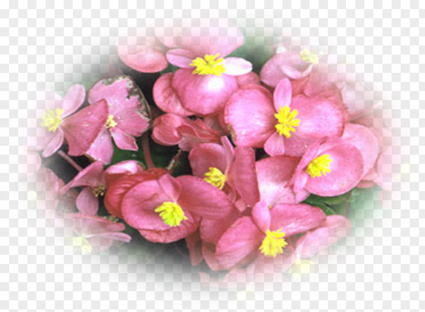 Plant Tuberous Begonias Elatior Begonia Flowerpot PNG
