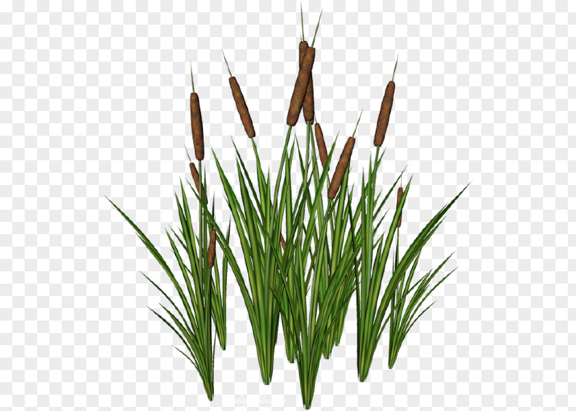 Saz Internet Scirpus TinyPic PNG