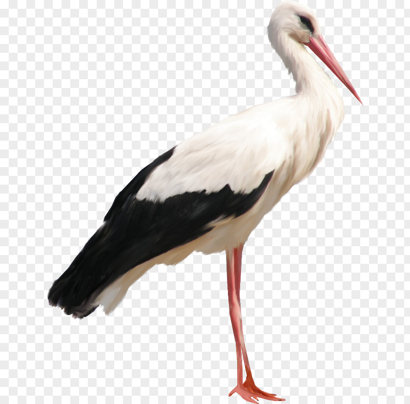 Stork Clip Art Transparency Image PNG