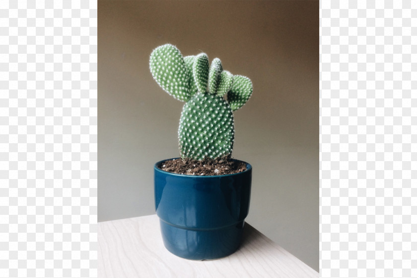 Suculentas Citroën Cactus M Flowerpot PNG