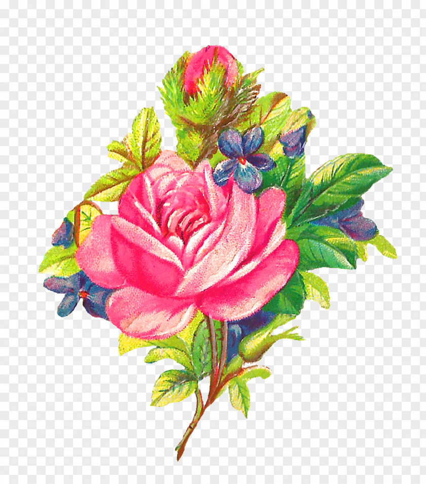 Watercolor Flowers Flower Garden Roses Pink Clip Art PNG