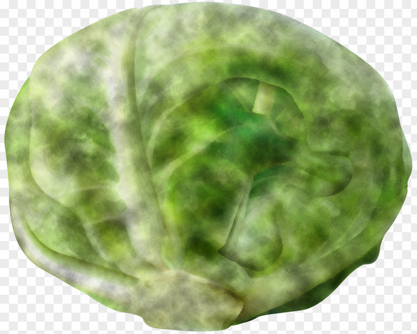 Wild Cabbage Plate Green Leaf Lettuce Plant PNG