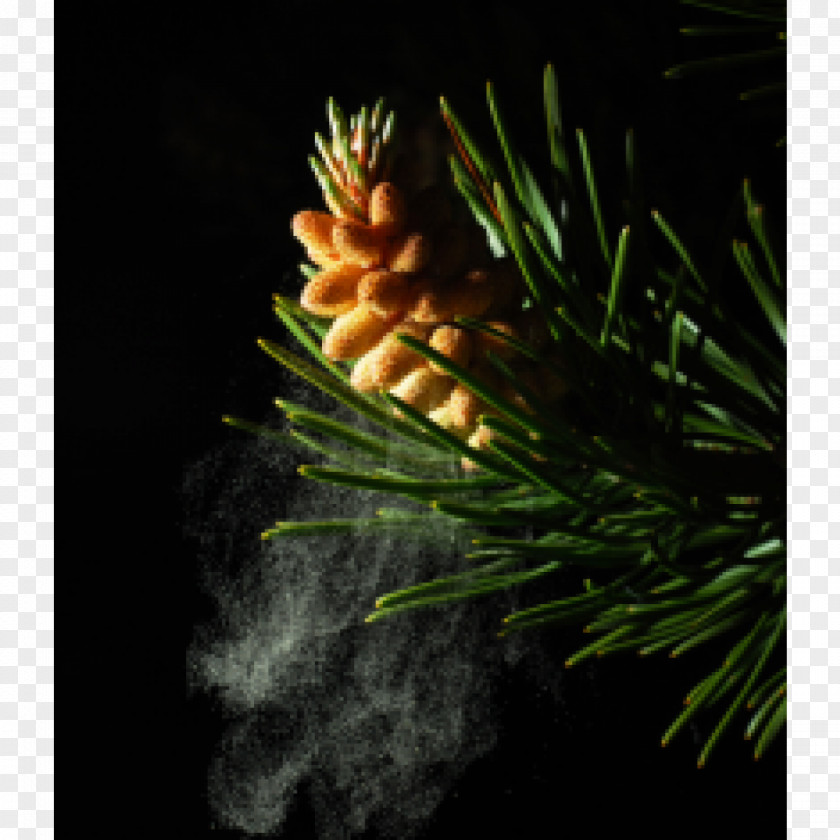 Battlefield Of Gunpowder Pine Fir Pollen Conifer Cone Powder PNG
