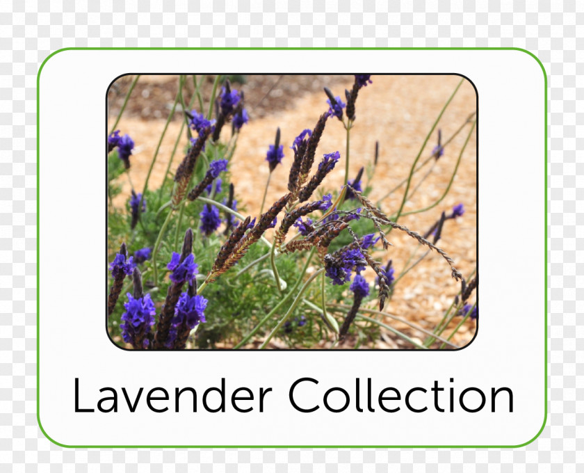 Botanic Garden English Lavender Bluebonnet Wildflower PNG