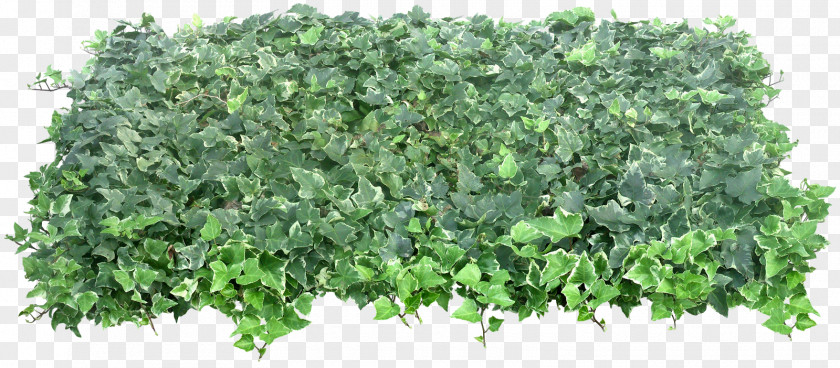 Bushes Green PNG