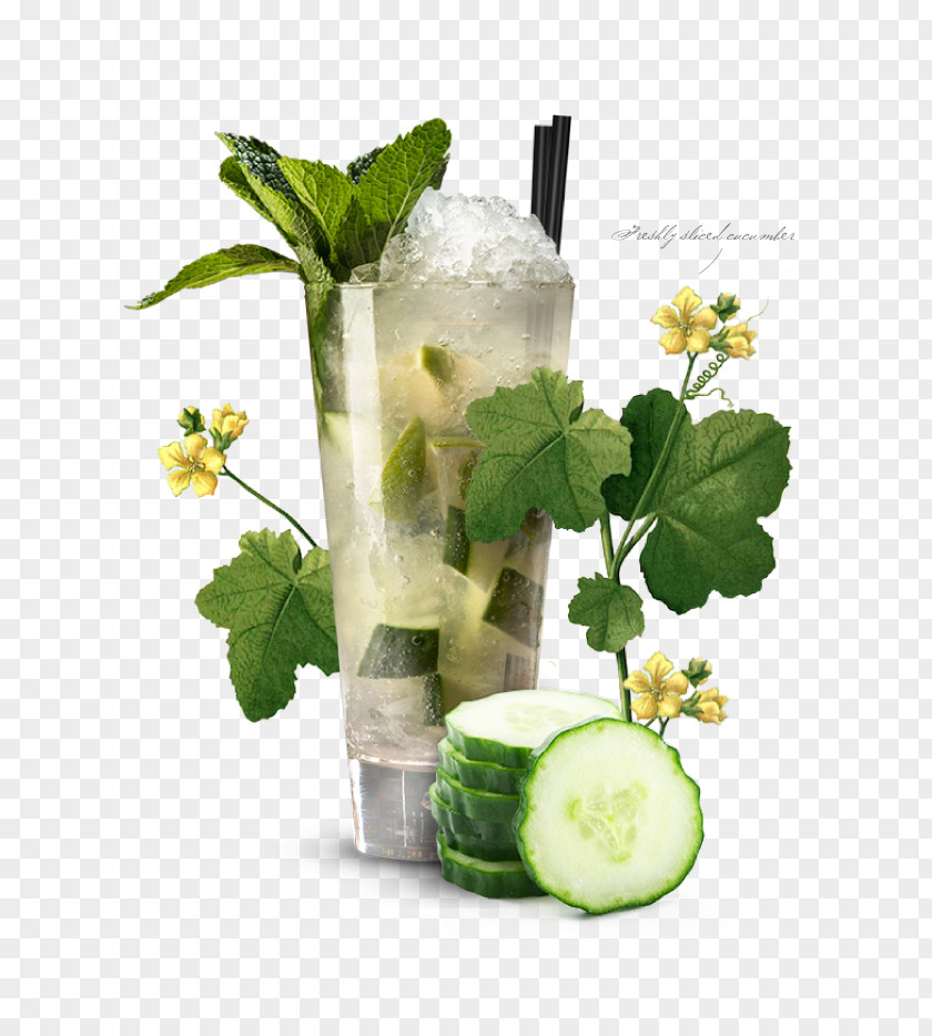 Mojito Gin And Tonic Cocktail Garnish PNG