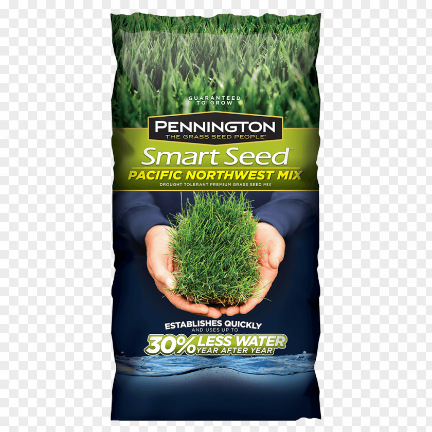 Pacific Northwest Lawn Seed Kentucky Bluegrass Scutch Grass Lolium Perenne PNG