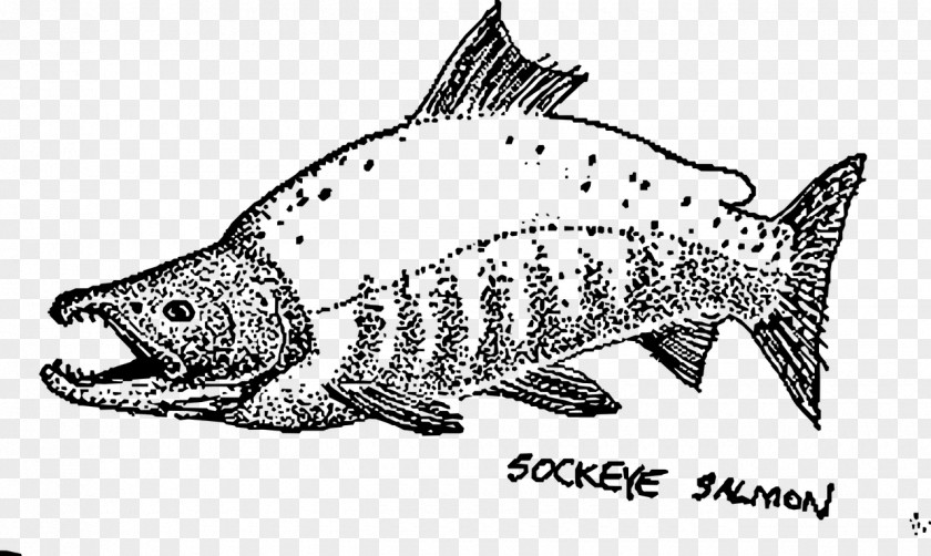 Sushi Sockeye Salmon Drawing (color) PNG