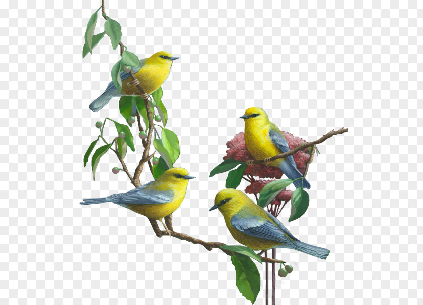 Bird Parrot Budgerigar Cockatiel PNG