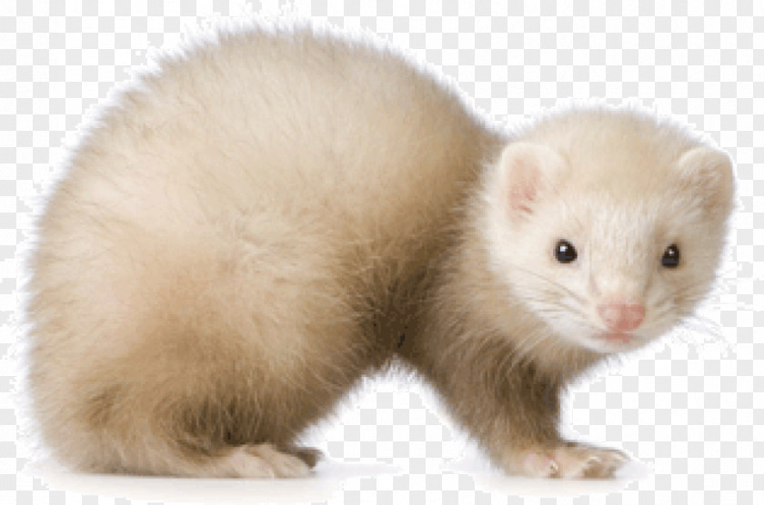 Ferret Stoat Otter Veterinarian Mink PNG