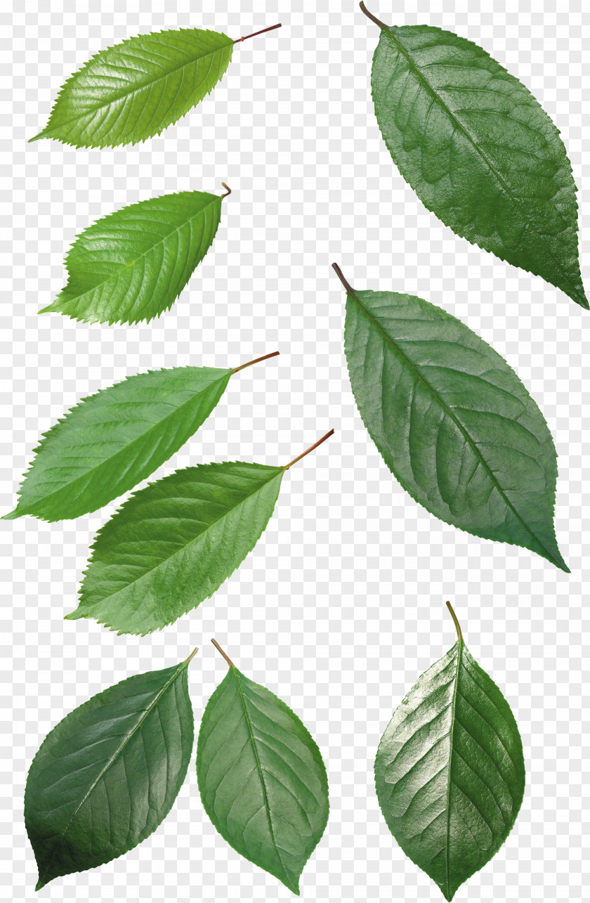 Green Leaf Clip Art PNG