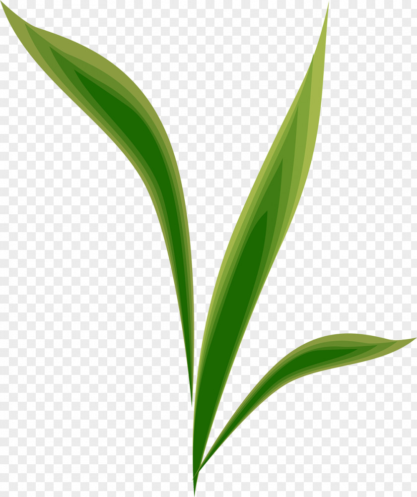 Leaf Plant Stem Desktop Wallpaper Grasses Commodity PNG
