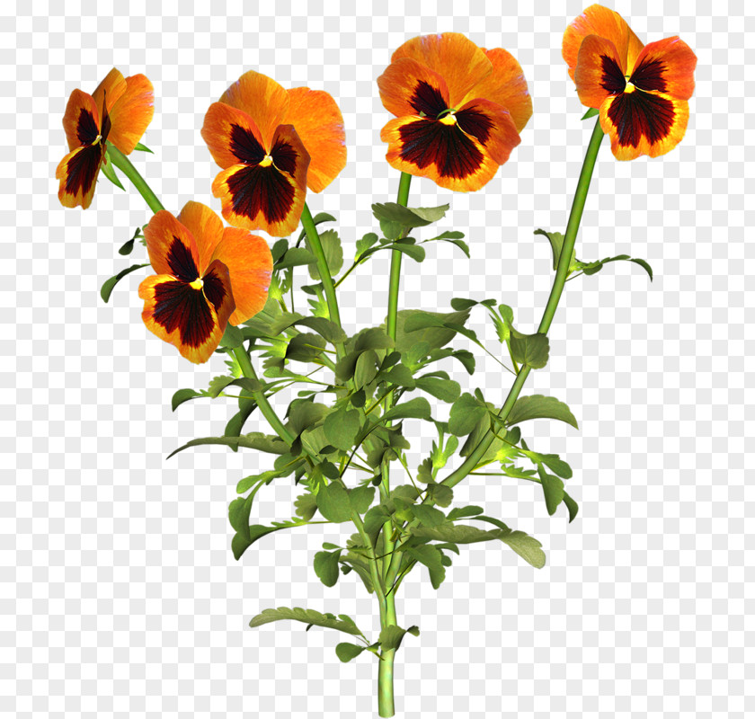 Orange Iris Pansy Flower Yellow PNG