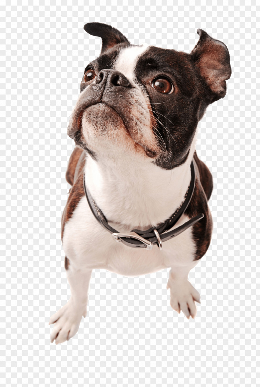 Puppy Boston Terrier Yorkshire Rat Pit Bull PNG