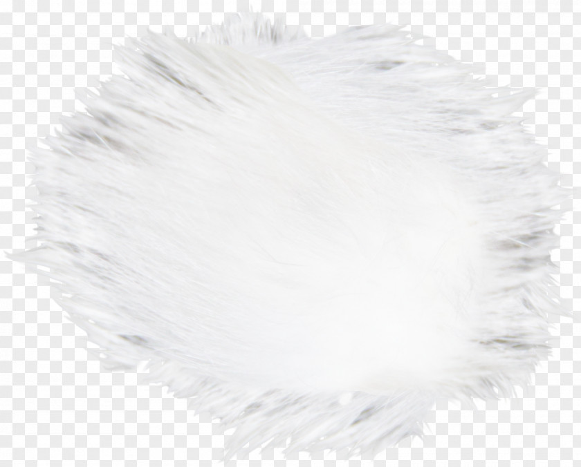 White Hairs Hair Canities Fur PNG