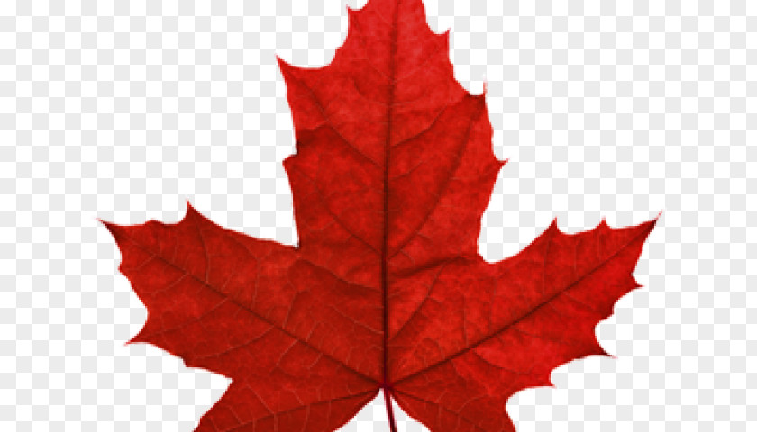 Incuse Maple Leaf Red Japanese Autumn Color Clip Art PNG