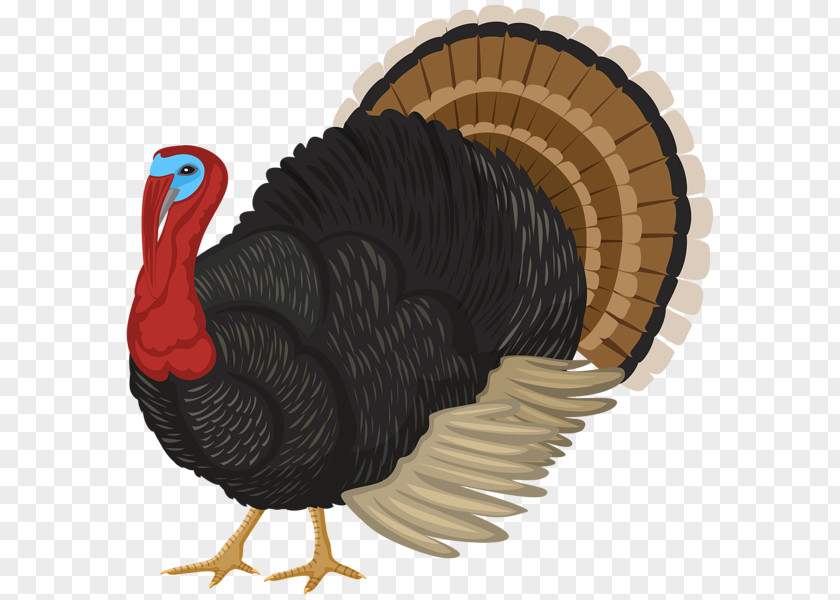 Annual Cartoon Turkey Image Meat Clip Art GIF PNG