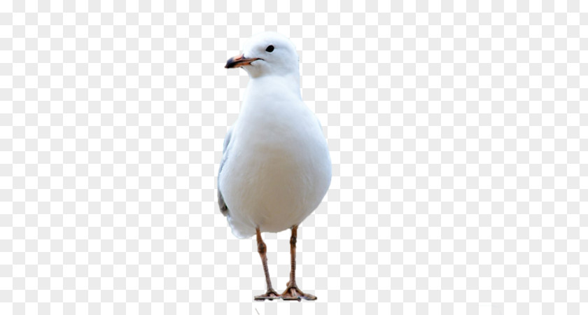 Bird Gulls Water Beak Feather PNG