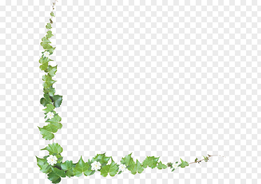 Botten Border Clip Art Common Grape Vine Borders And Frames Image PNG